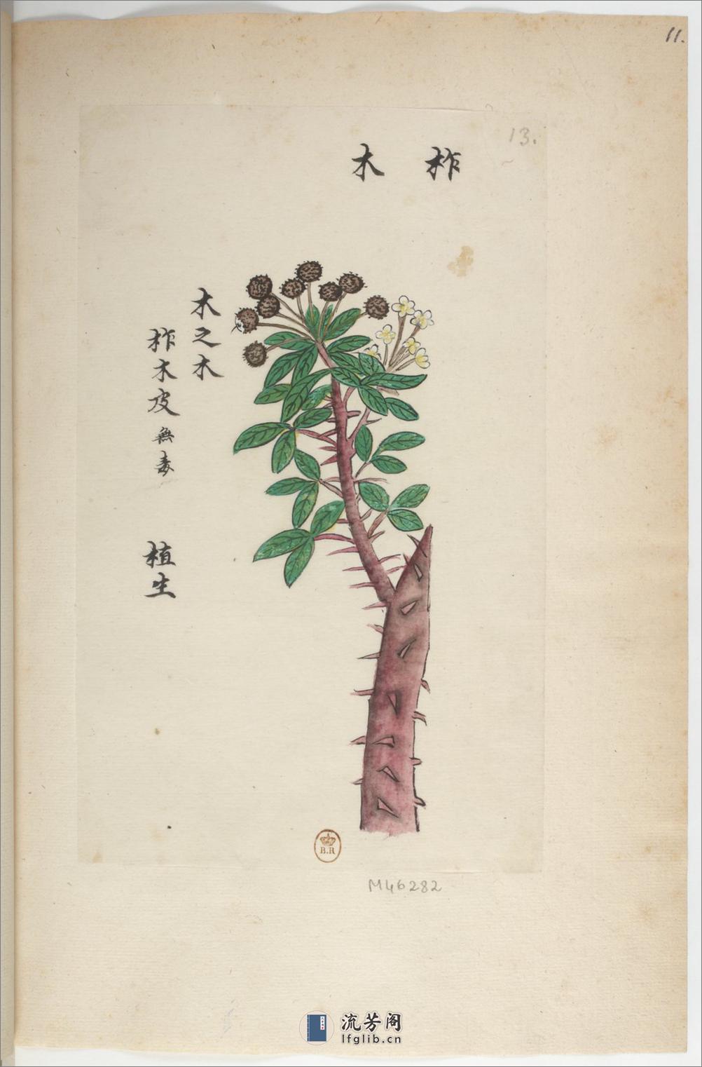 Plantes de la Chine.中国自然历史绘画.植物.花鸟画谱.By Pierre Joseph Buchoz等.19世纪 - 第16页预览图