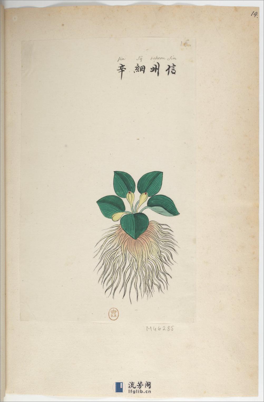 Plantes de la Chine.中国自然历史绘画.植物.花鸟画谱.By Pierre Joseph Buchoz等.19世纪 - 第19页预览图