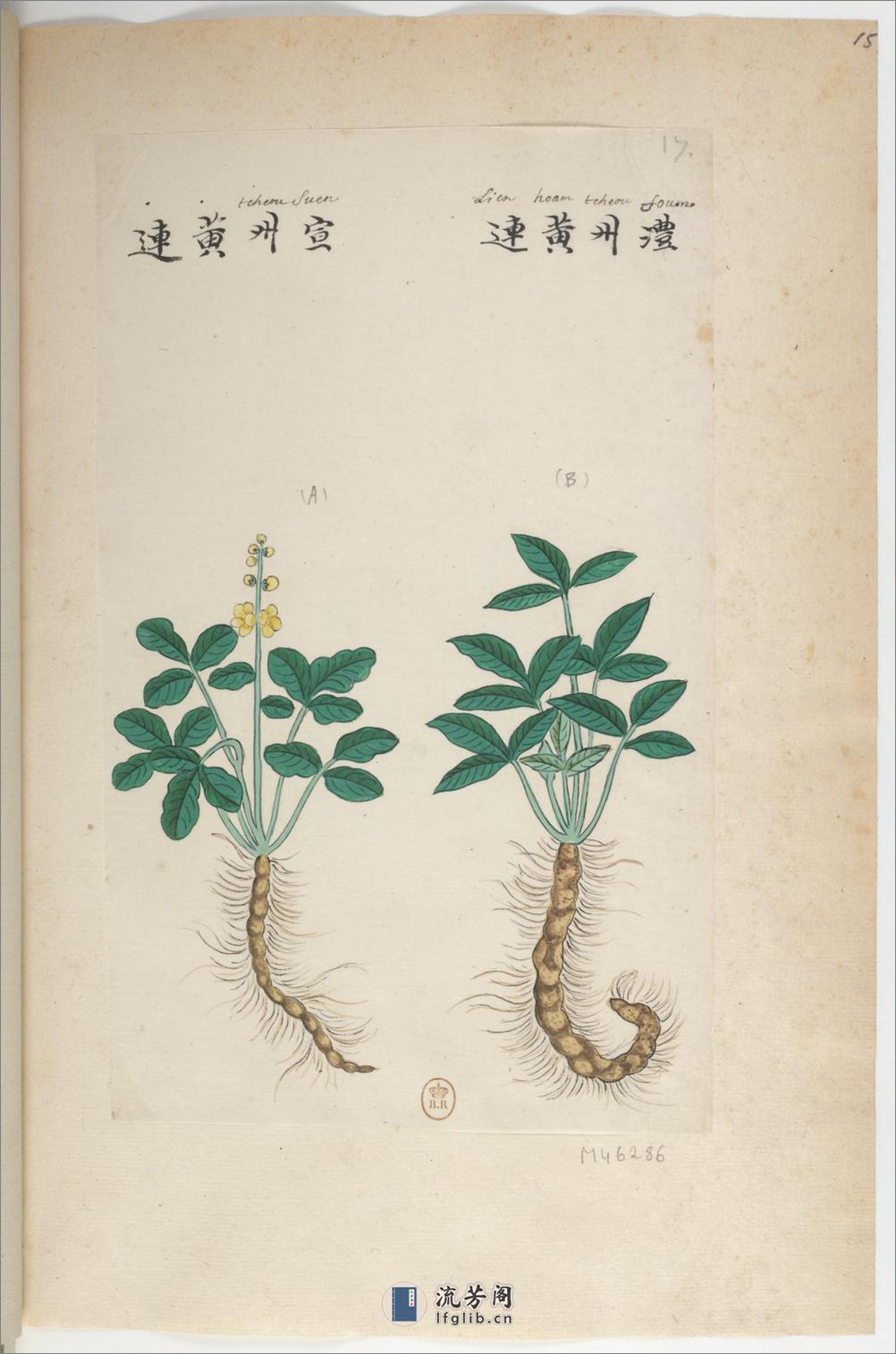 Plantes de la Chine.中国自然历史绘画.植物.花鸟画谱.By Pierre Joseph Buchoz等.19世纪 - 第20页预览图