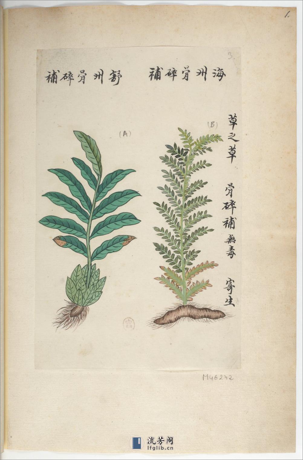 Plantes de la Chine.中国自然历史绘画.植物.花鸟画谱.By Pierre Joseph Buchoz等.19世纪 - 第6页预览图