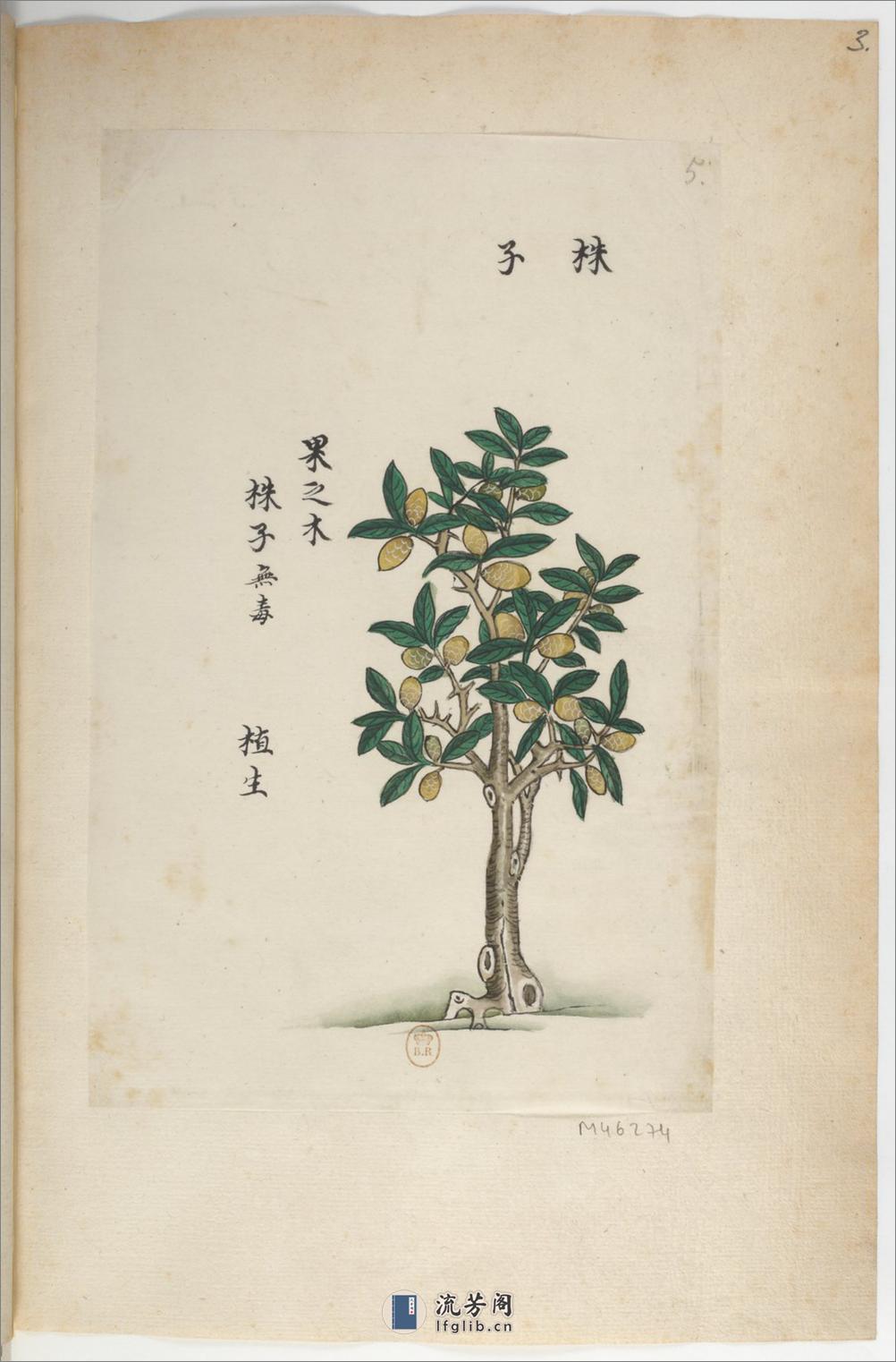 Plantes de la Chine.中国自然历史绘画.植物.花鸟画谱.By Pierre Joseph Buchoz等.19世纪 - 第8页预览图