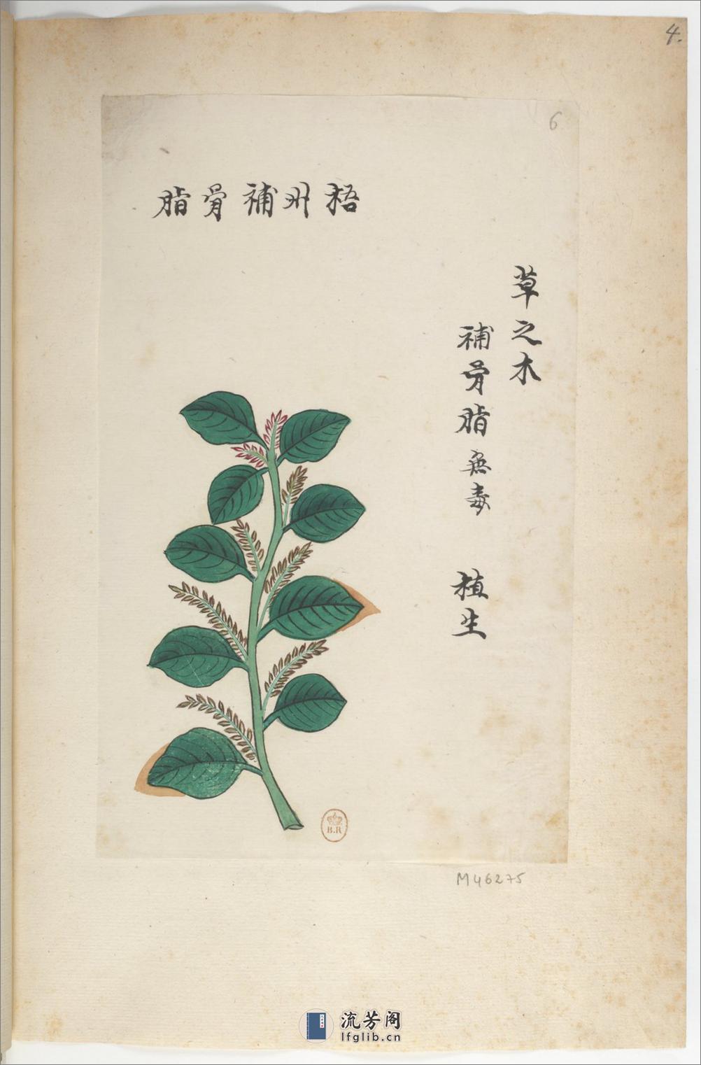 Plantes de la Chine.中国自然历史绘画.植物.花鸟画谱.By Pierre Joseph Buchoz等.19世纪 - 第9页预览图