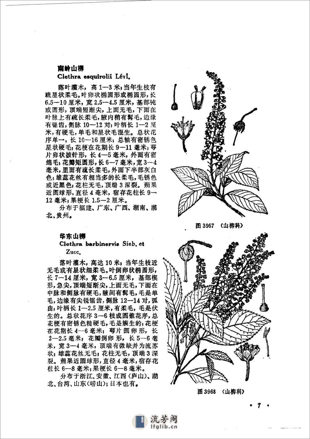 中国高等植物图鉴.第三册 - 第13页预览图