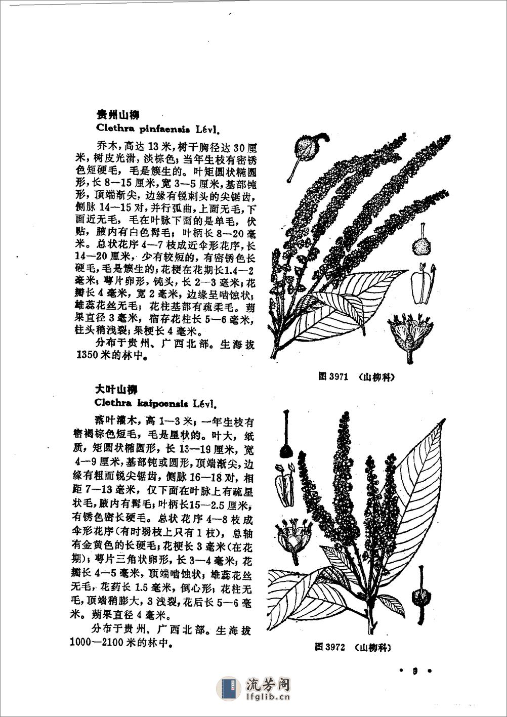 中国高等植物图鉴.第三册 - 第15页预览图