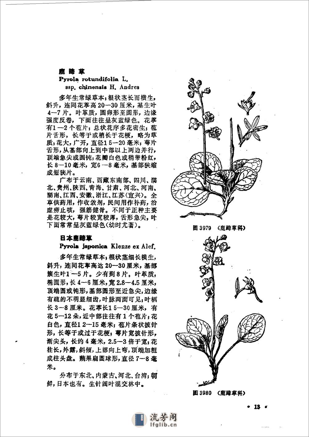 中国高等植物图鉴.第三册 - 第19页预览图