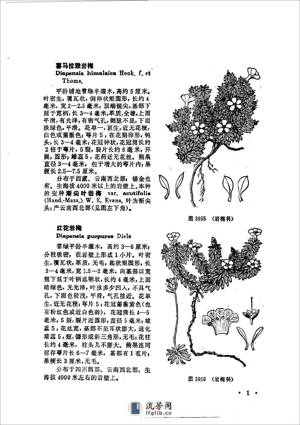 中国高等植物图鉴.第三册 - 第7页预览图