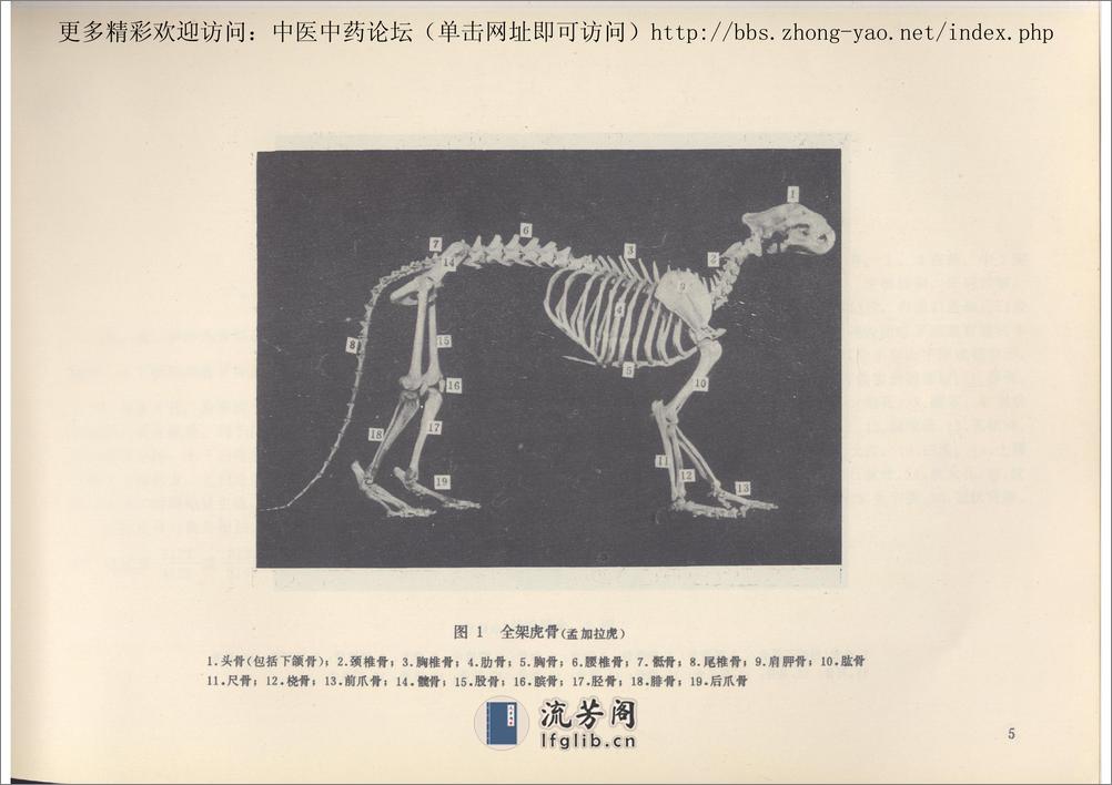 中药虎骨和豹骨的经验鉴别-中医中药论坛 - 第10页预览图