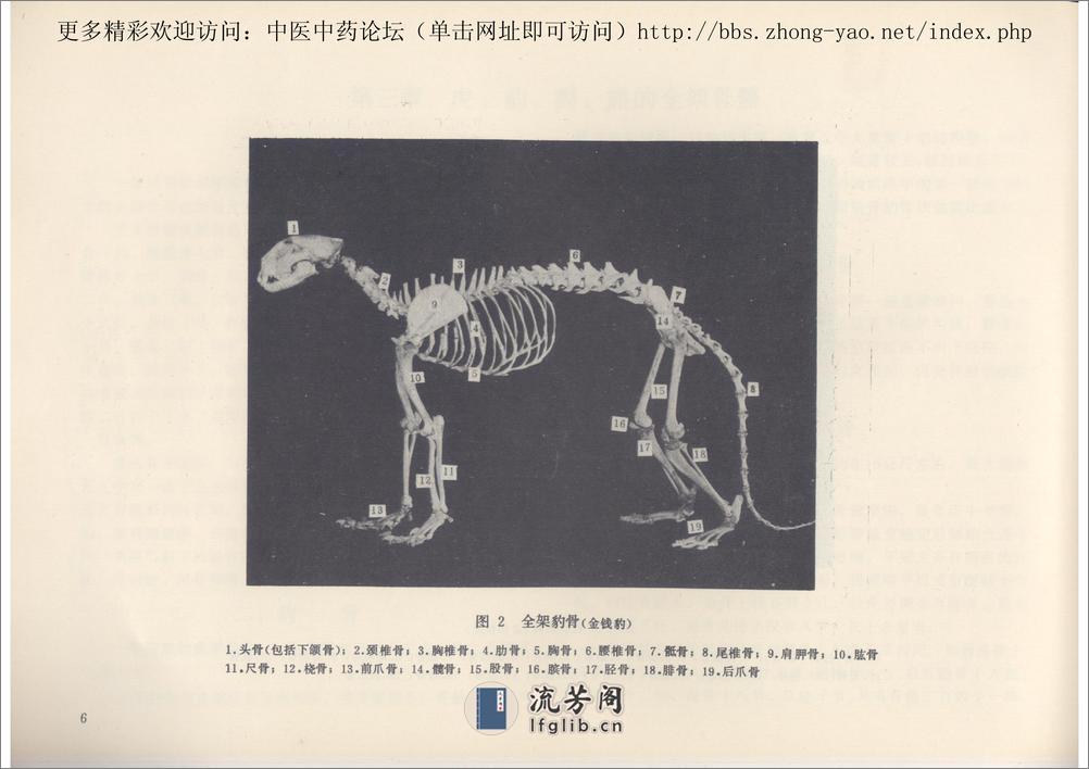 中药虎骨和豹骨的经验鉴别-中医中药论坛 - 第11页预览图