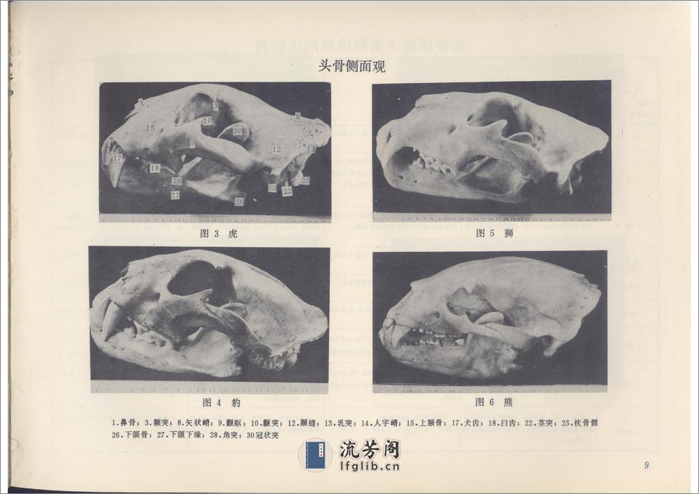 中药虎骨和豹骨的经验鉴别-中医中药论坛 - 第14页预览图