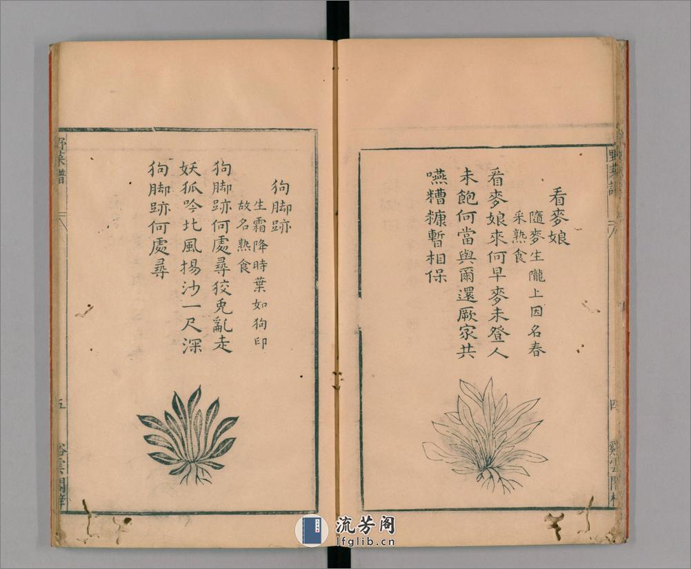 野菜谱.明.王磐撰.万历14年跋.1586年 - 第11页预览图