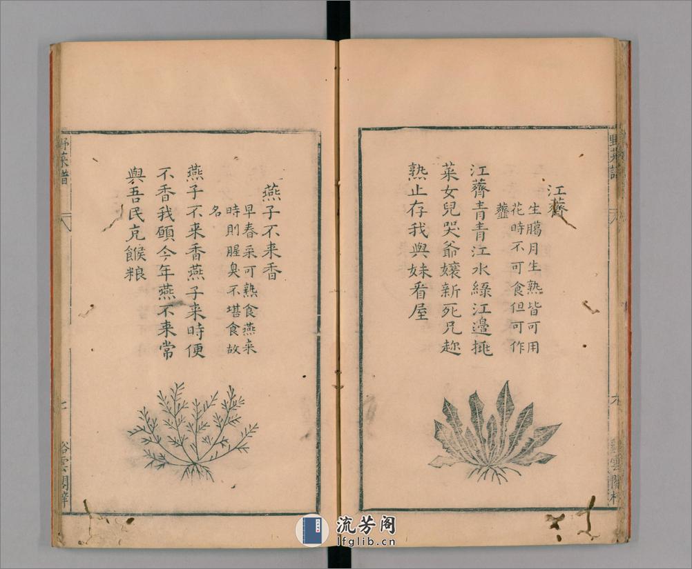 野菜谱.明.王磐撰.万历14年跋.1586年 - 第13页预览图