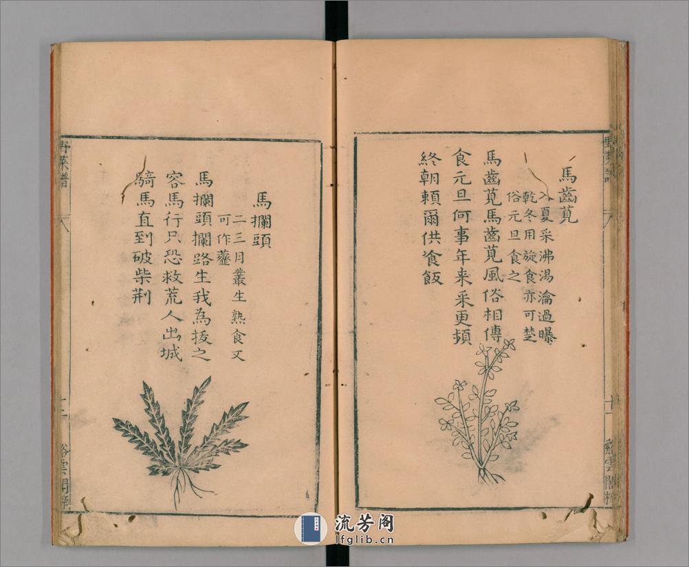 野菜谱.明.王磐撰.万历14年跋.1586年 - 第18页预览图